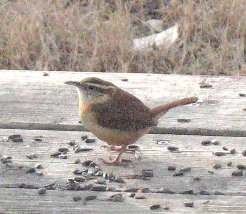 cindyzlogic Backyard Birds in SC Kansas