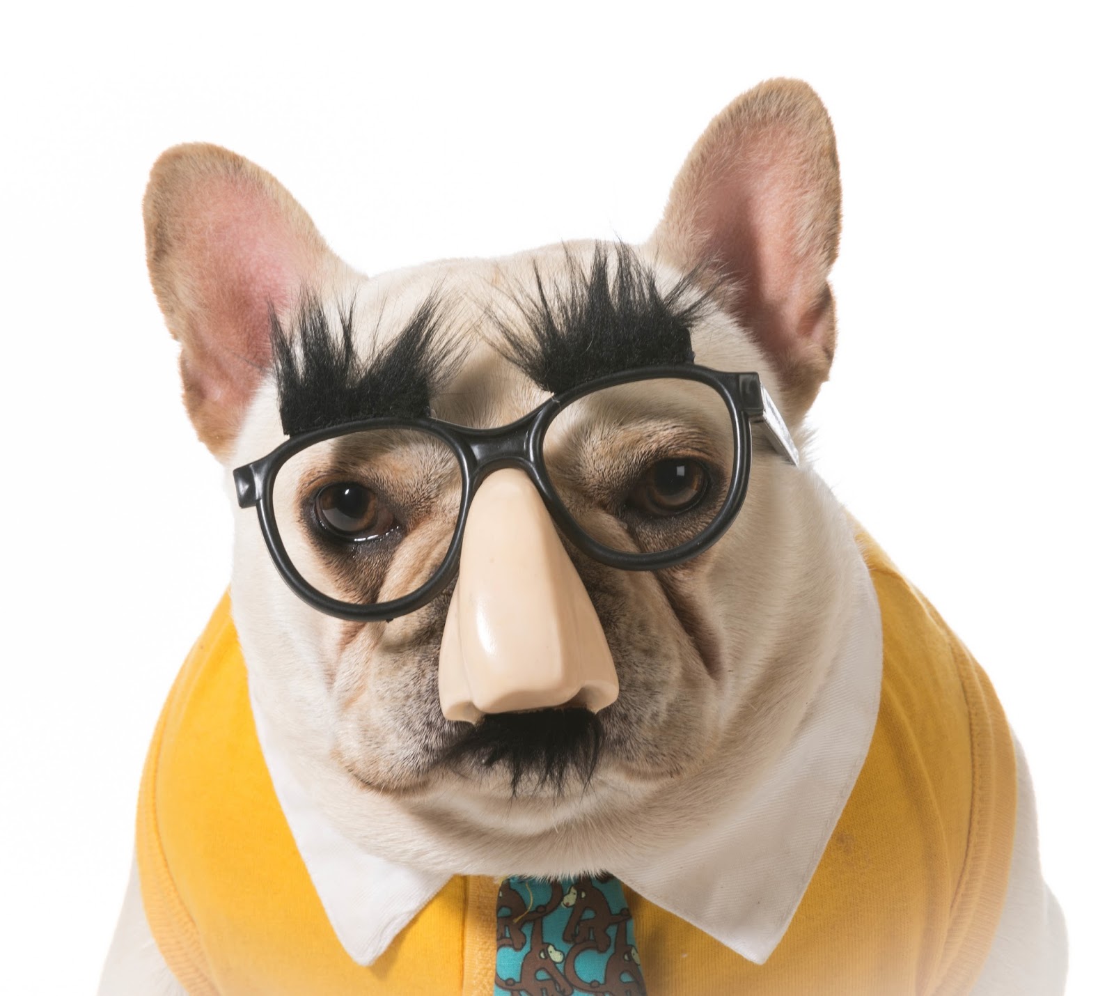 Should I Put Clothes On My French Bulldog?