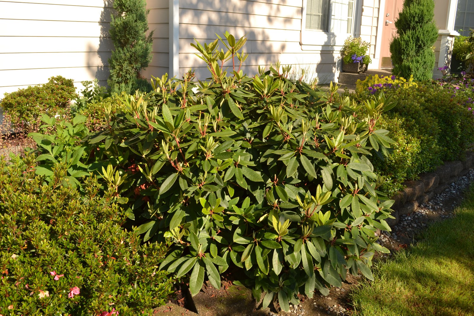 Home Garden + Design Rhododendron Pruning Now that was Easy!