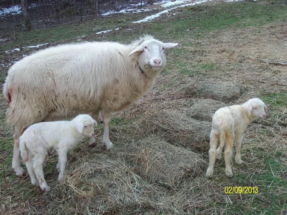 Karras Farm East Friesian Sheep Breeder East Friesian Sheep For Sale