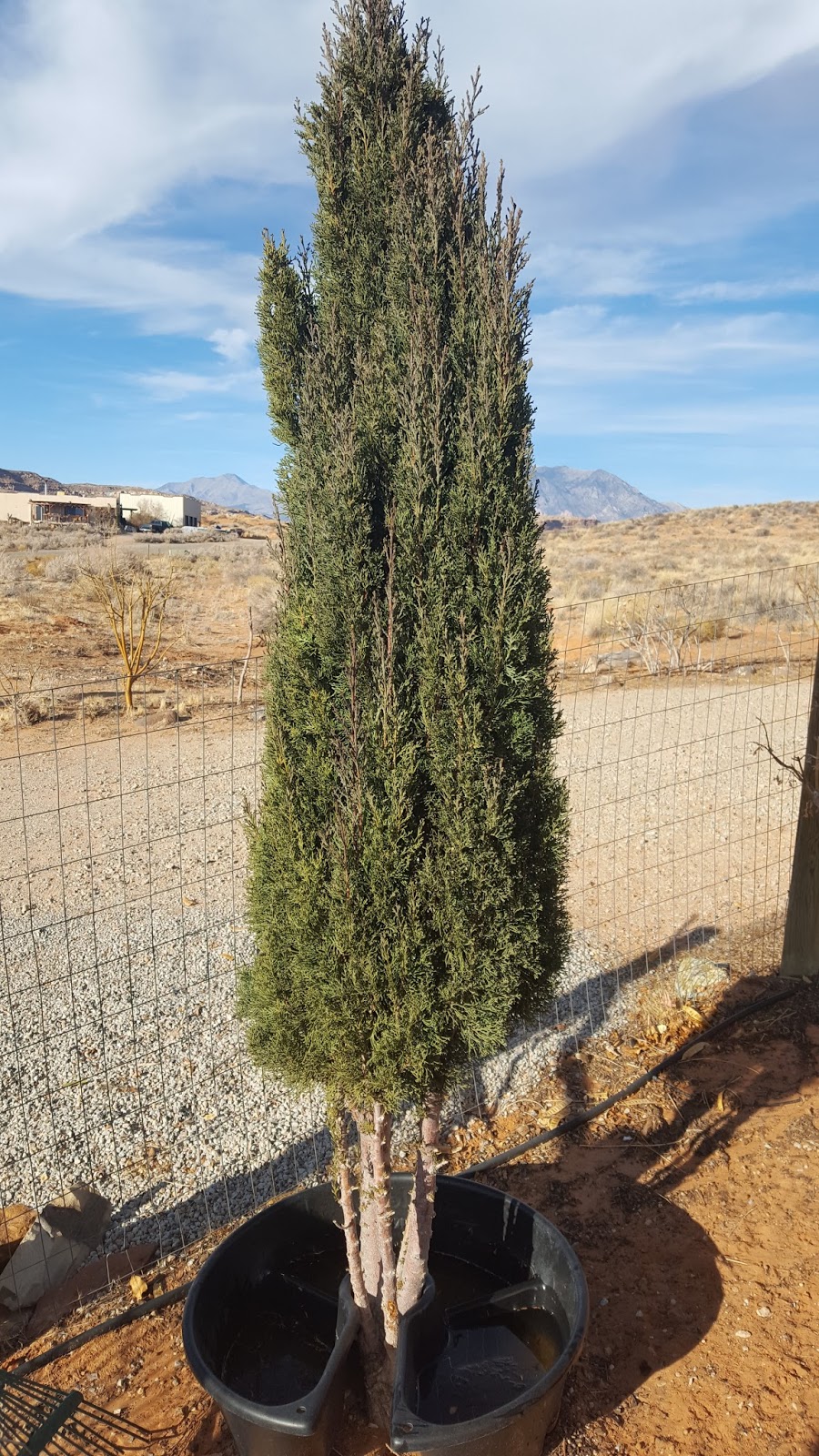 Xtremehorticulture of the Desert Italian Cypress and Twisted Juniper