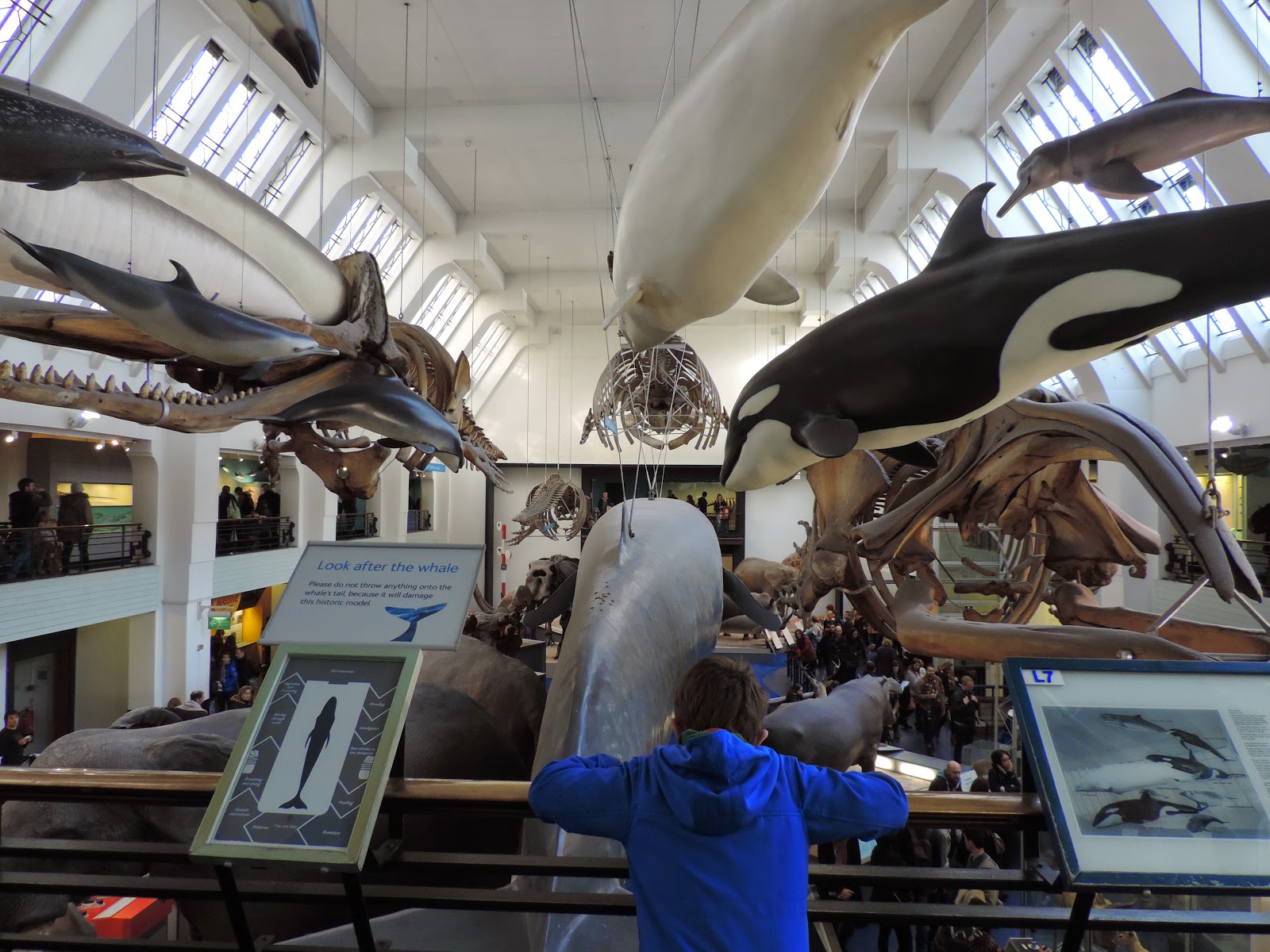 blue whale life sized model london natural history museum