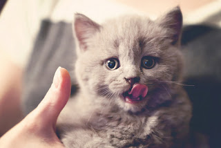 cat-1