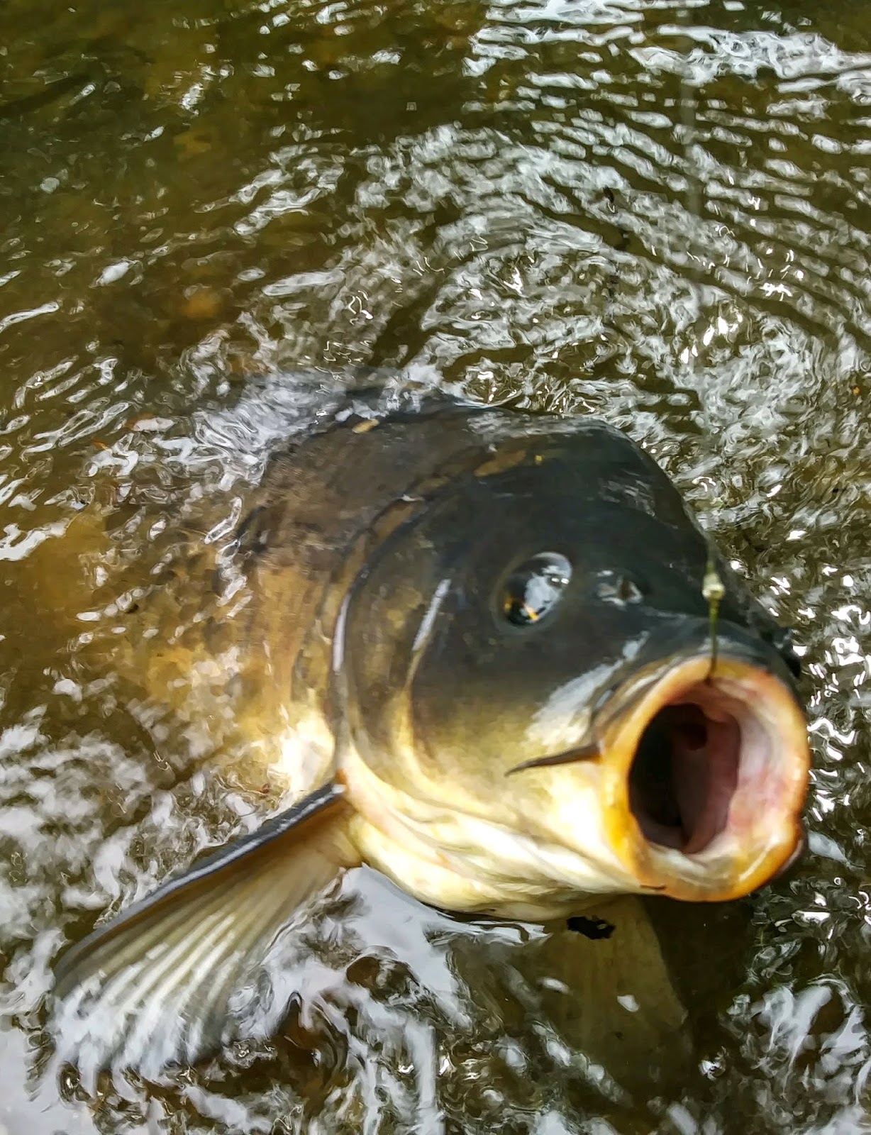 Rhode Island Carp Fishing A Stealthy Approach Freelining Maize