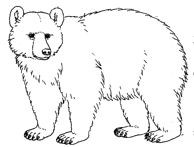 black bear coloring pages printable - photo #24