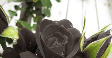 Ý nghĩa Hoa hồng đen - Black Roses