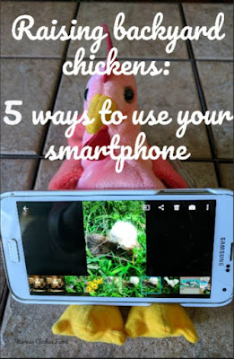 Using your smartphone for raising chickens