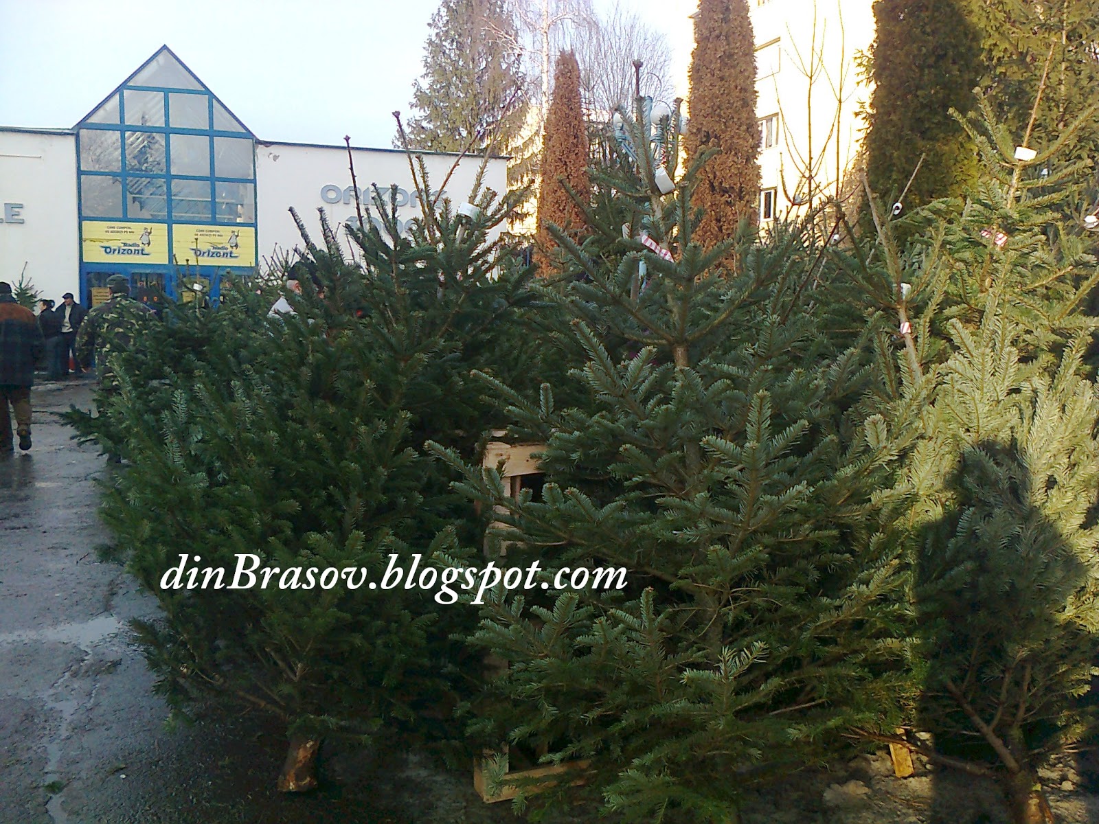 din Brasov Preturi brazi de Craciun in piata Astra