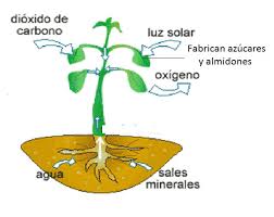 la fotosíntesis y sus componentes