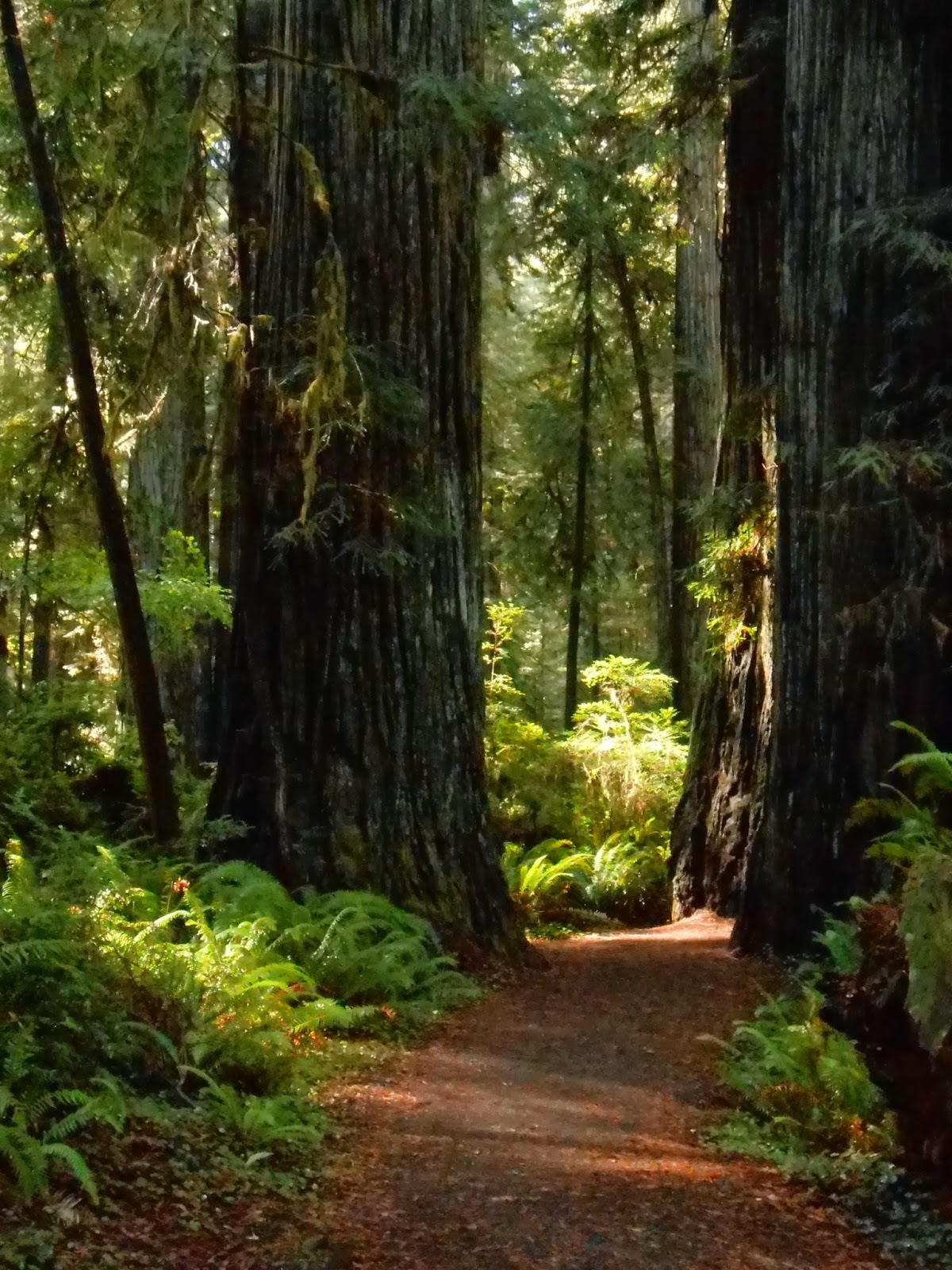 Ramblings of Roamers The Redwood National and State Parks, Highway 101