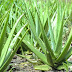 Your problems will end in a pinch of aloe vera, such use