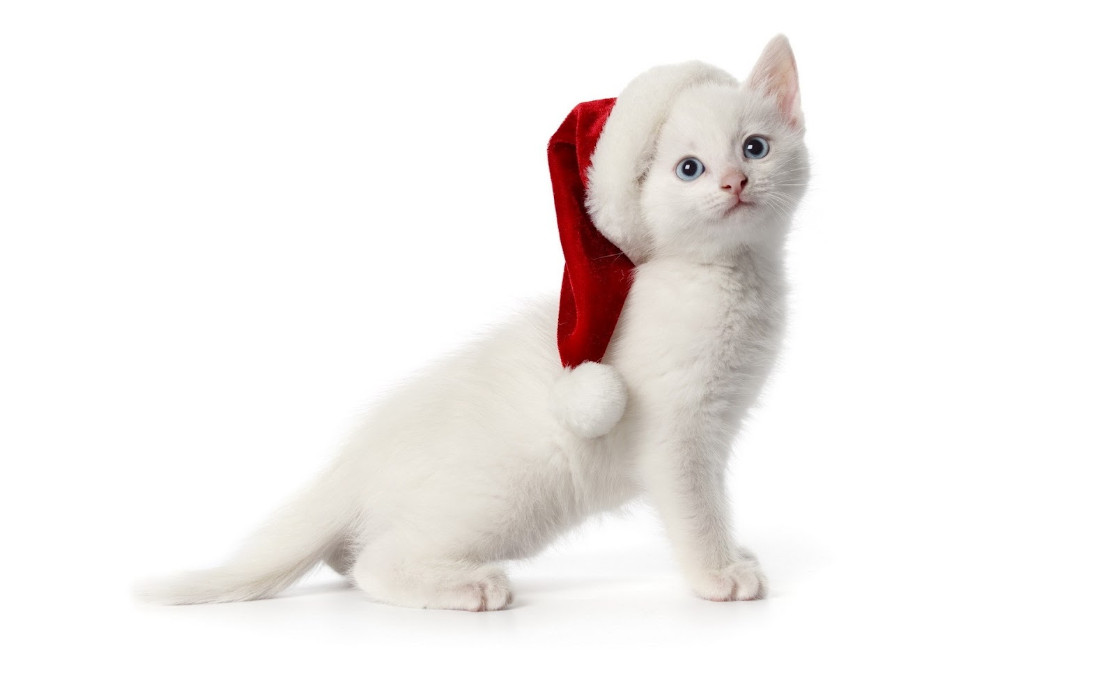 Funny Full HD Wallpapers Desktop Backgrounds, Funny Desktop Wallpaper