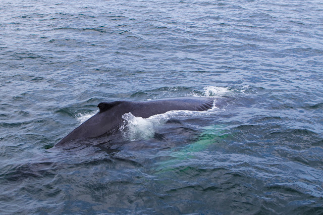 Gloucester-Whale watching