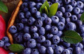 Buah Blueberry Kaya Antioksidan Untuk Turunkan Hipertensi