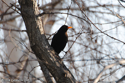 Turdus merula