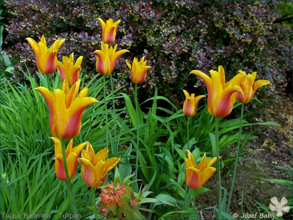 Tulipa 'Ballerina' - Tulipan 'Ballerina' 