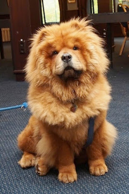 Chow Chow Dog Breed Pets Singapore