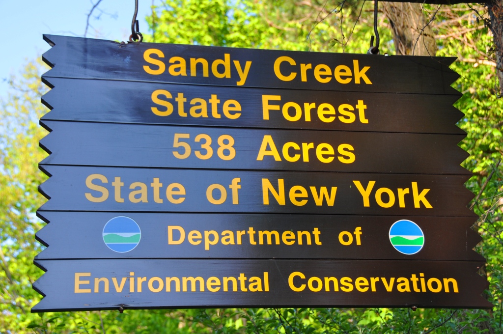 New York Land Blog Sandy Creek State Land Forest