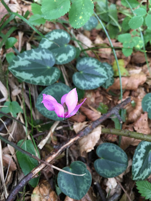Cyclamen purpurascens - Cyclamen (Ciclamino delle Alpi) - bloom time August and September.