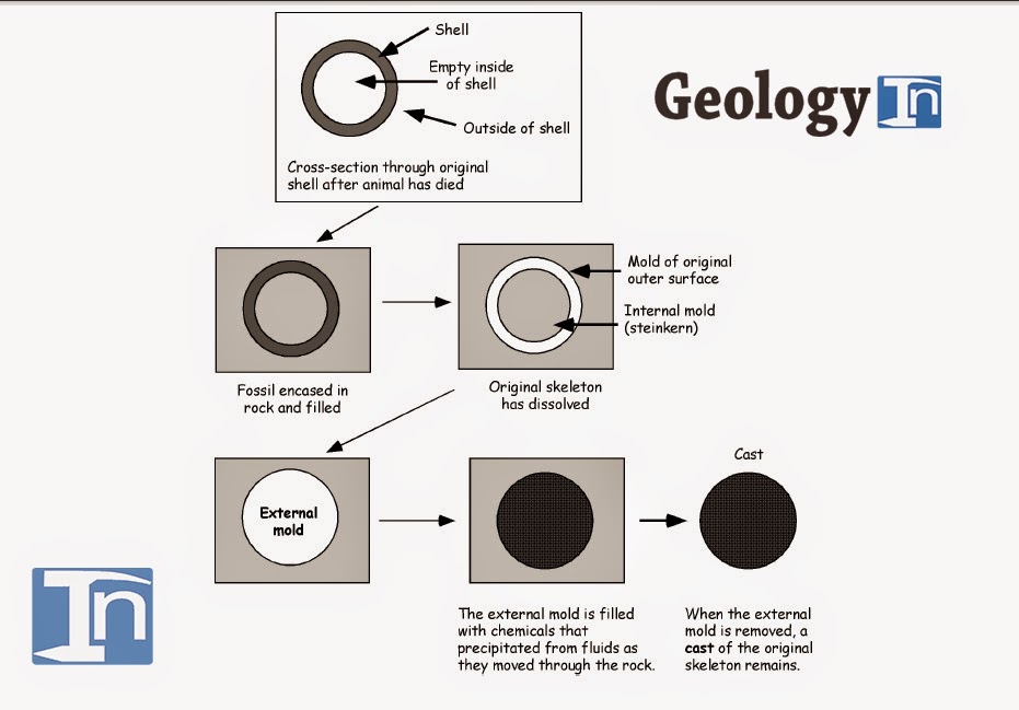 Types of Fossils Preservation Geology In