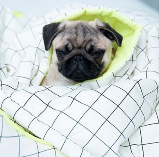 Pug em meio ao Cobertor Pet Woof Classic by Così