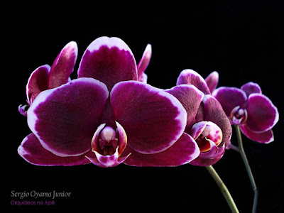 Orquídea Phalaenopsis Ever Spring 'Prince'