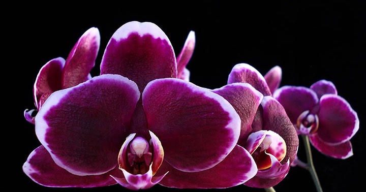 Orquídeas no Apê: Orquídea Vinho