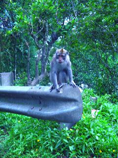 Monkey At Wanagiri Village North Bali