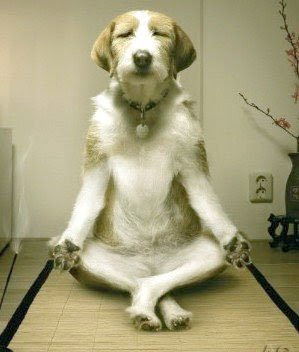 zen_dog.jpg