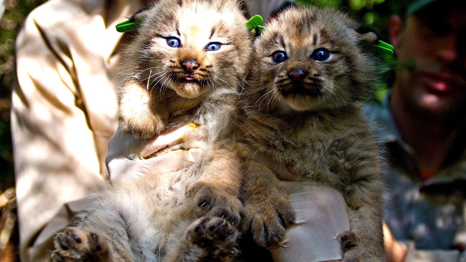 Why Are Canadian Lynx Endangered Danger Choices