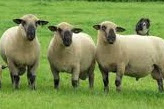 Jenis ternak domba HAMPSHIRE dan macam macam jenis ternak domba DWIGUNA