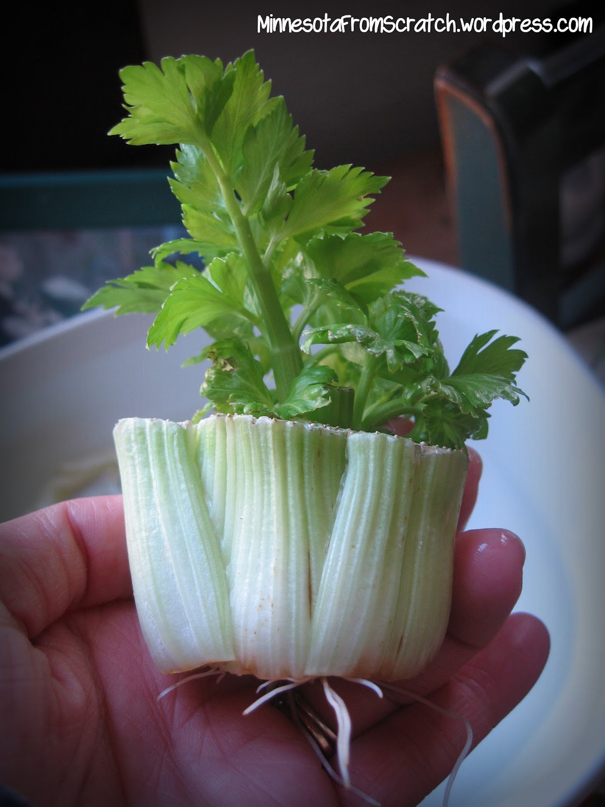 How to Grow Celery in Your Garden, Never Buy Celery Again