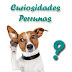 Mira las curiosidades sobre perros que tal vez no sabias