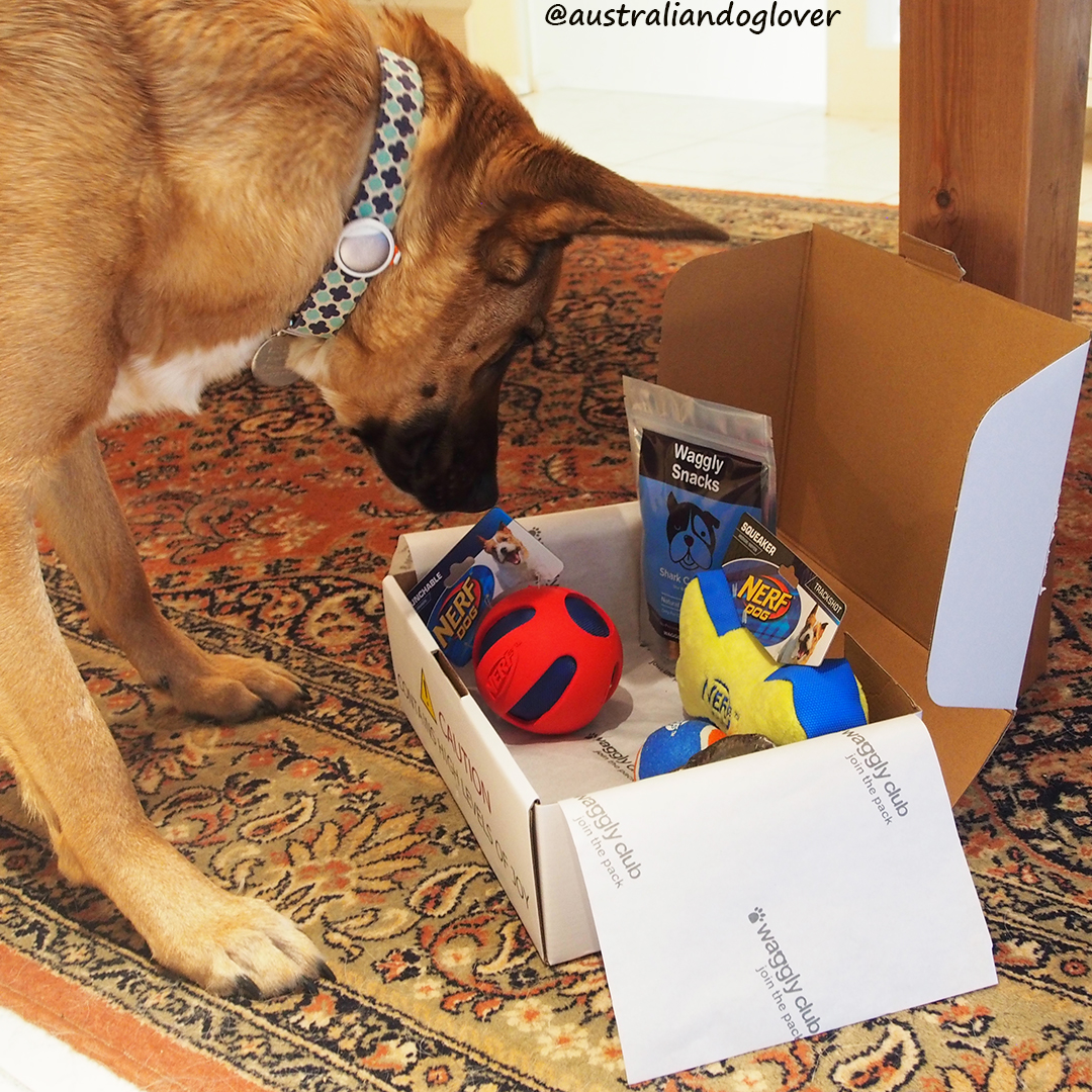 Waggly Club Dog Subscription Box Review Australian Dog Lover