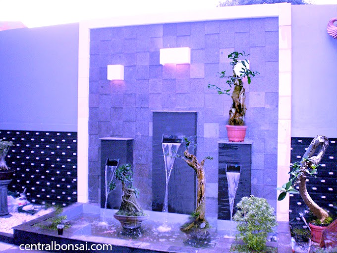 Teknik Pemangkasan Pada Tanaman Bonsai