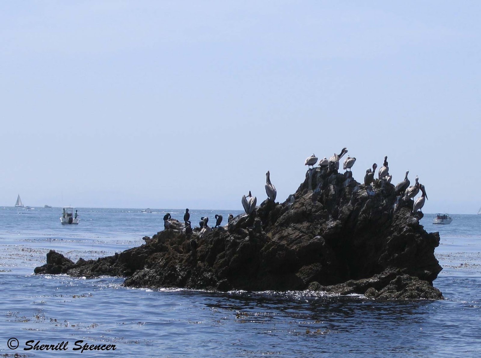 Willow's Quiet Corner Easter at the Little Corona Tide Pools