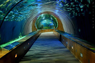  Aquarium Paling Besar di Dunia