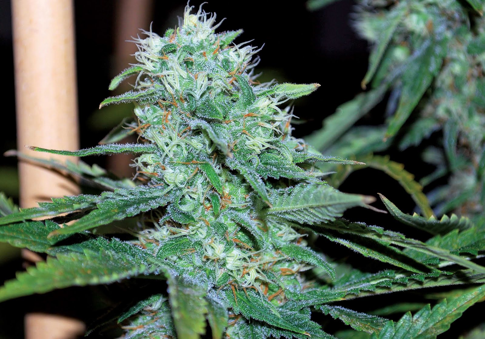 Cannabis Indica: The Essential Guide: Zombie Virus by O.G.A. Seeds