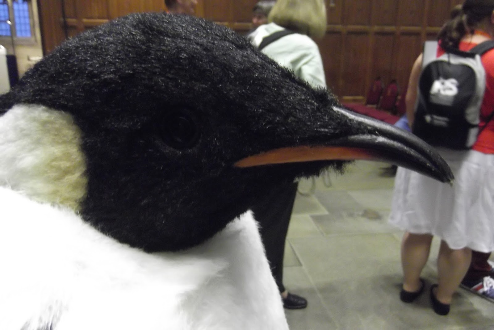 Robben Island Penguin Tracks