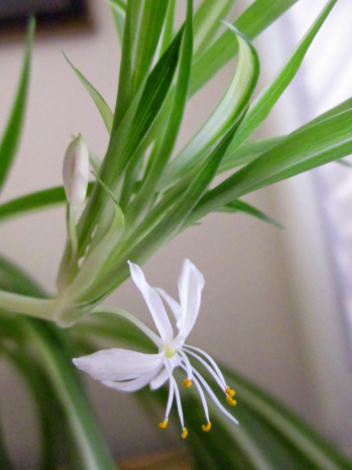 Green Jean spider plant flower