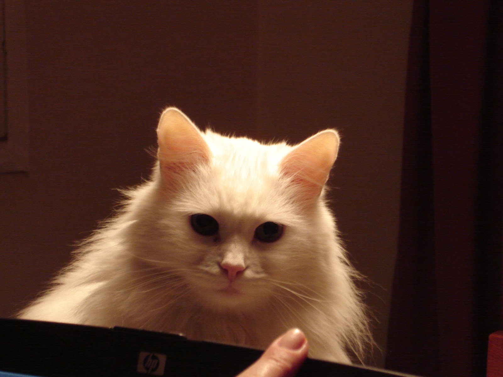 İpeksi Tatlar Sevgili 2013, Hoş gelmiş ol lütfen&hellip;