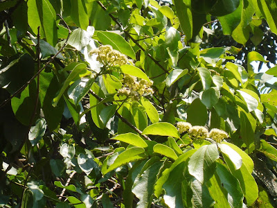 Cincau Hijau Flower ( melastoma polyanthum )