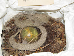 Nest of the rare Rope Snake