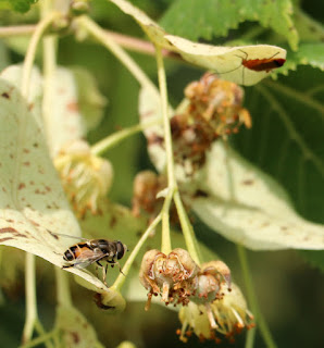 A bee and a bug together A bee and a bug together