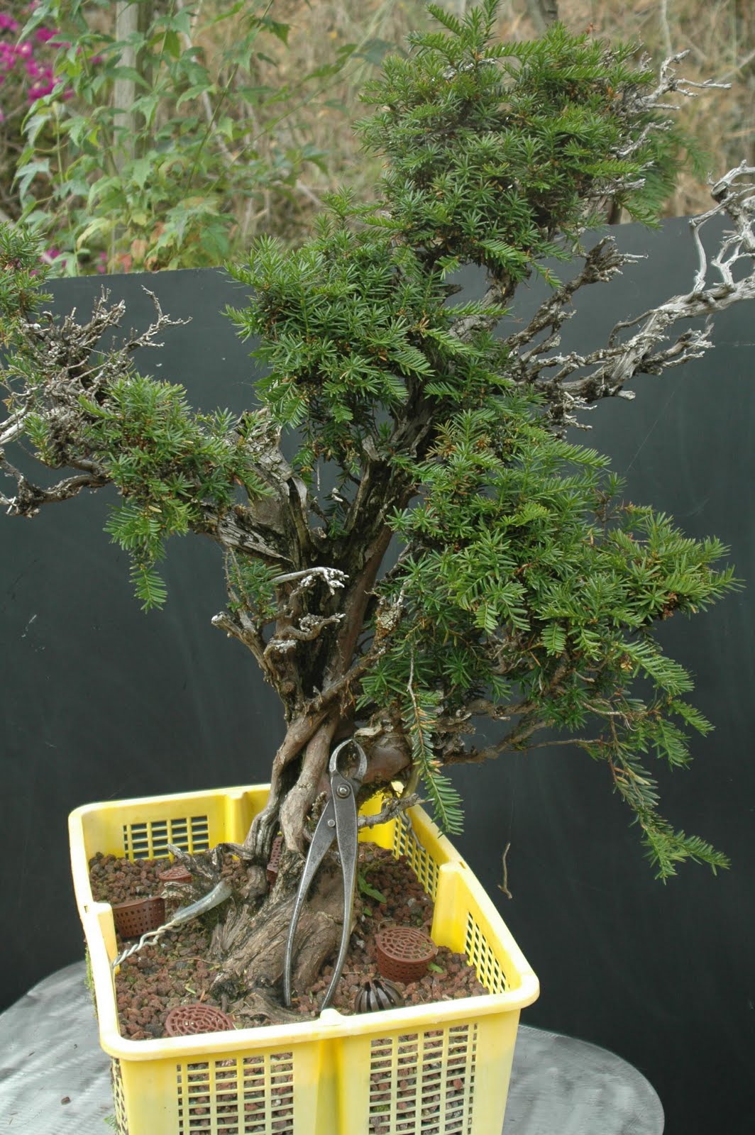 NOSTROMO BONSAI TEJO YAMADORI
