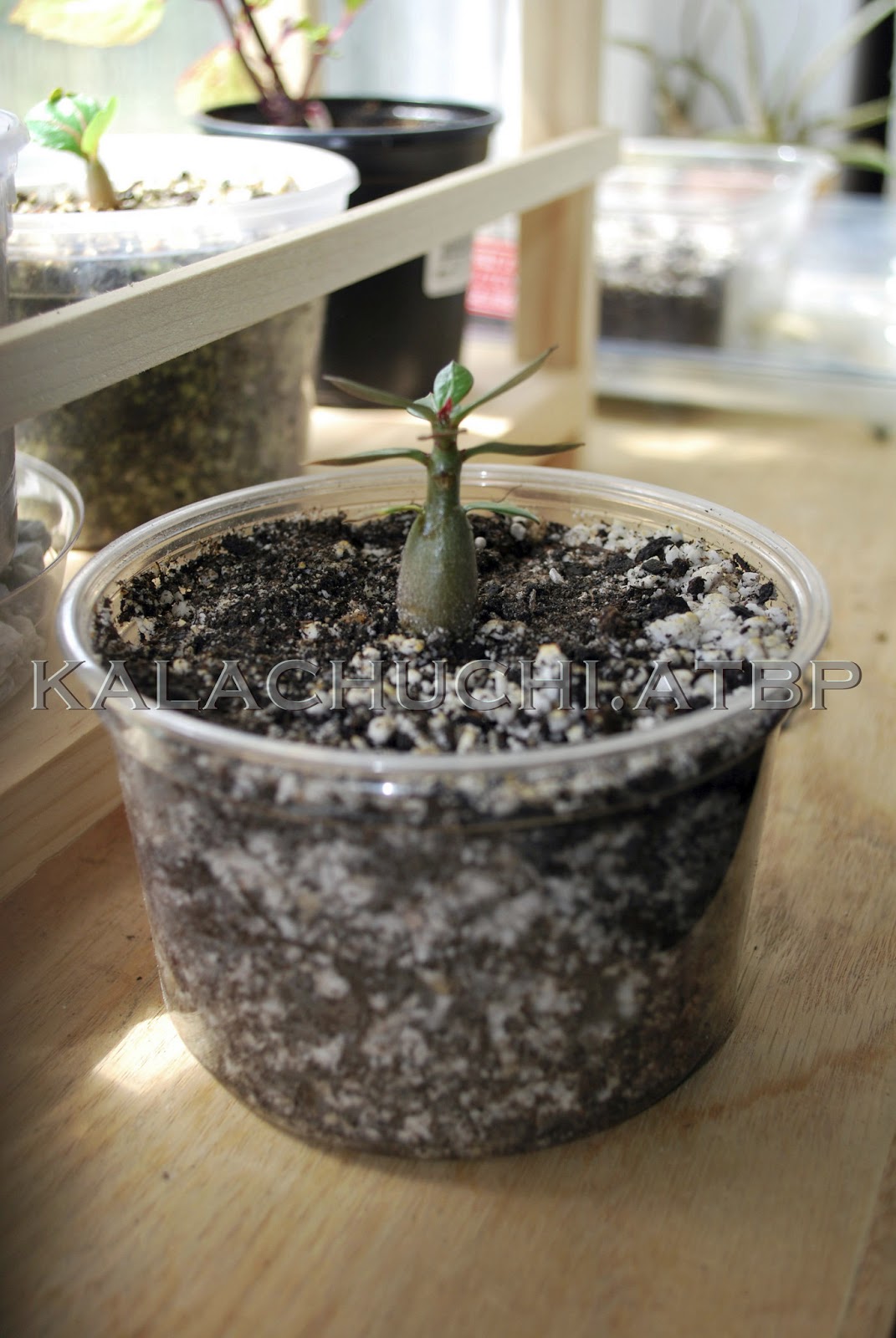 Kalachuchi Atbp Part IV Transplanting Adenium Seedlings (with 2020