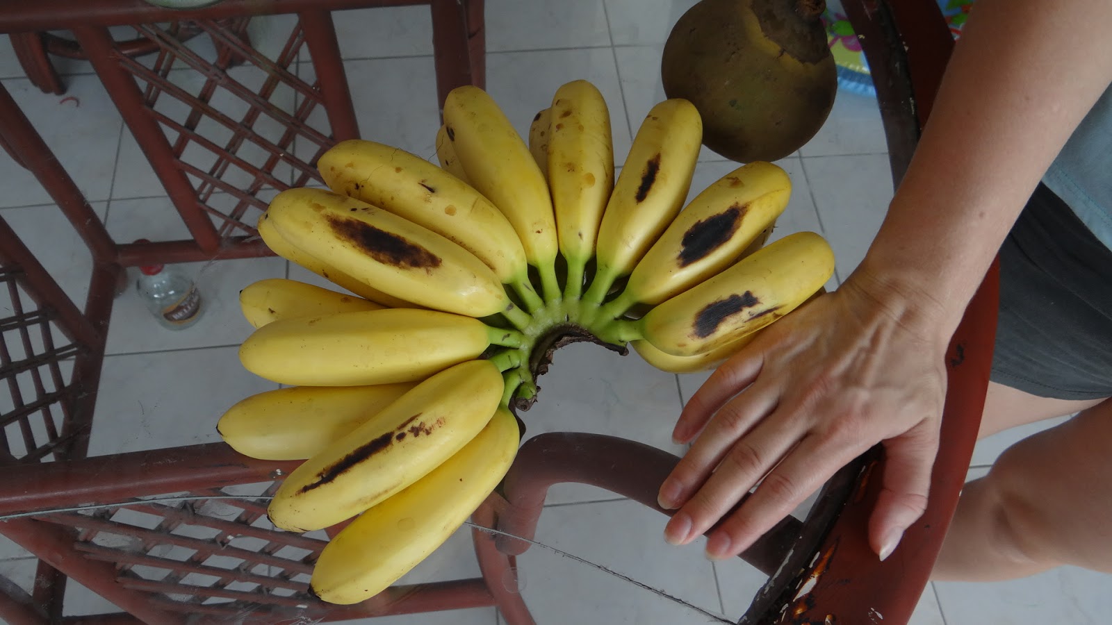 Кормящим можно бананы в первый месяц. Эквадор бананы. Маленькие бананы. Самый маленький банан. Бананы на гв.