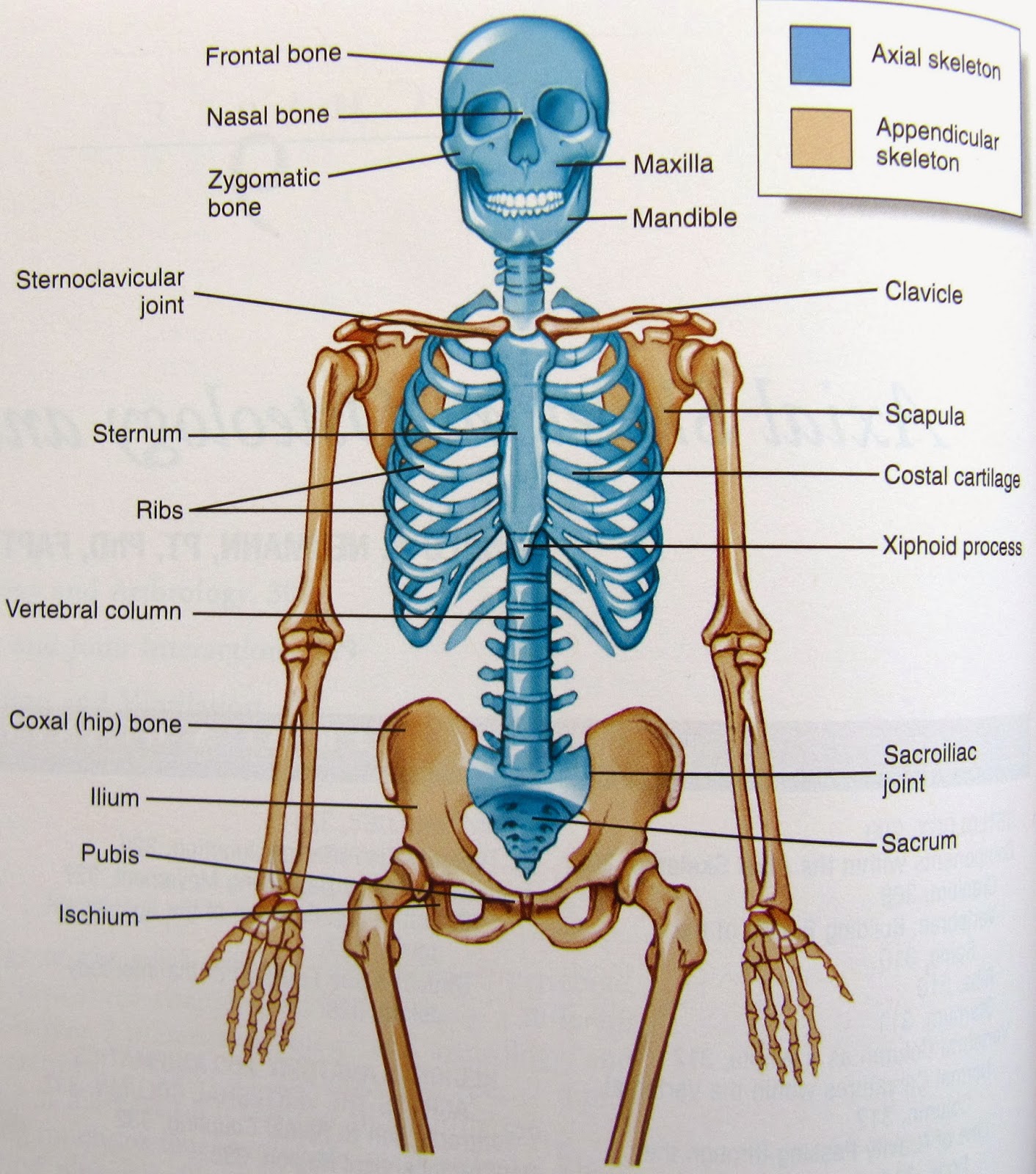 Skeleton Labelled Bones