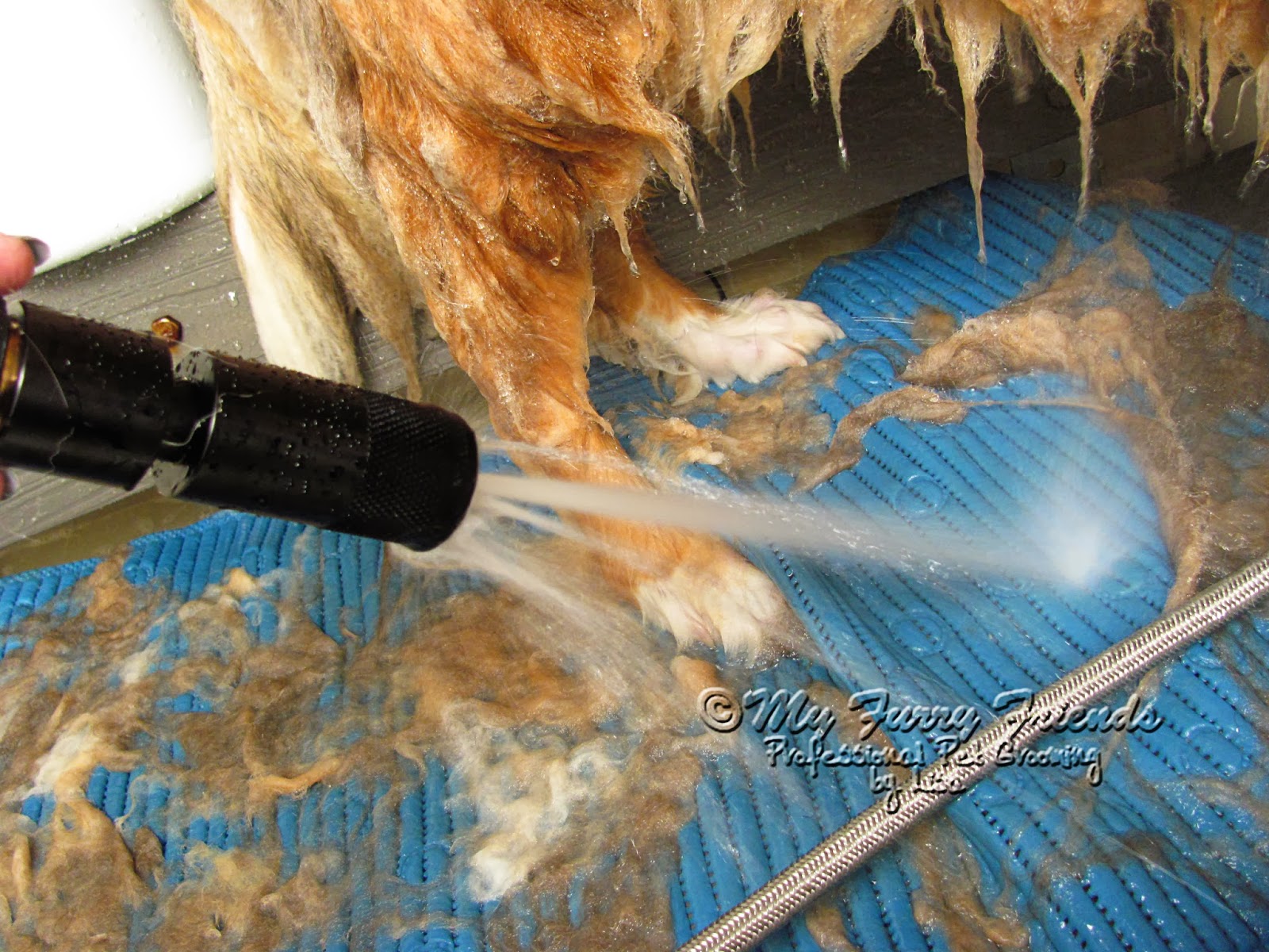 Pet Grooming The Good, The Bad, & The Furry Tuesdays Tip 55 A