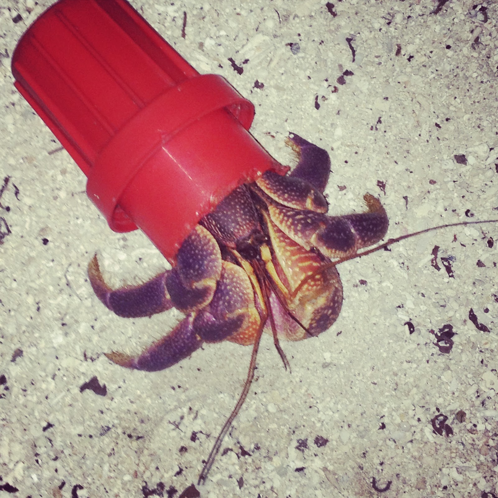 marine biology blog a hermit crab makes a plastic home we dive
